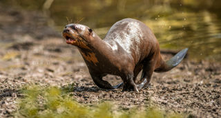 2024 Giant Otter Dr Ywp 2