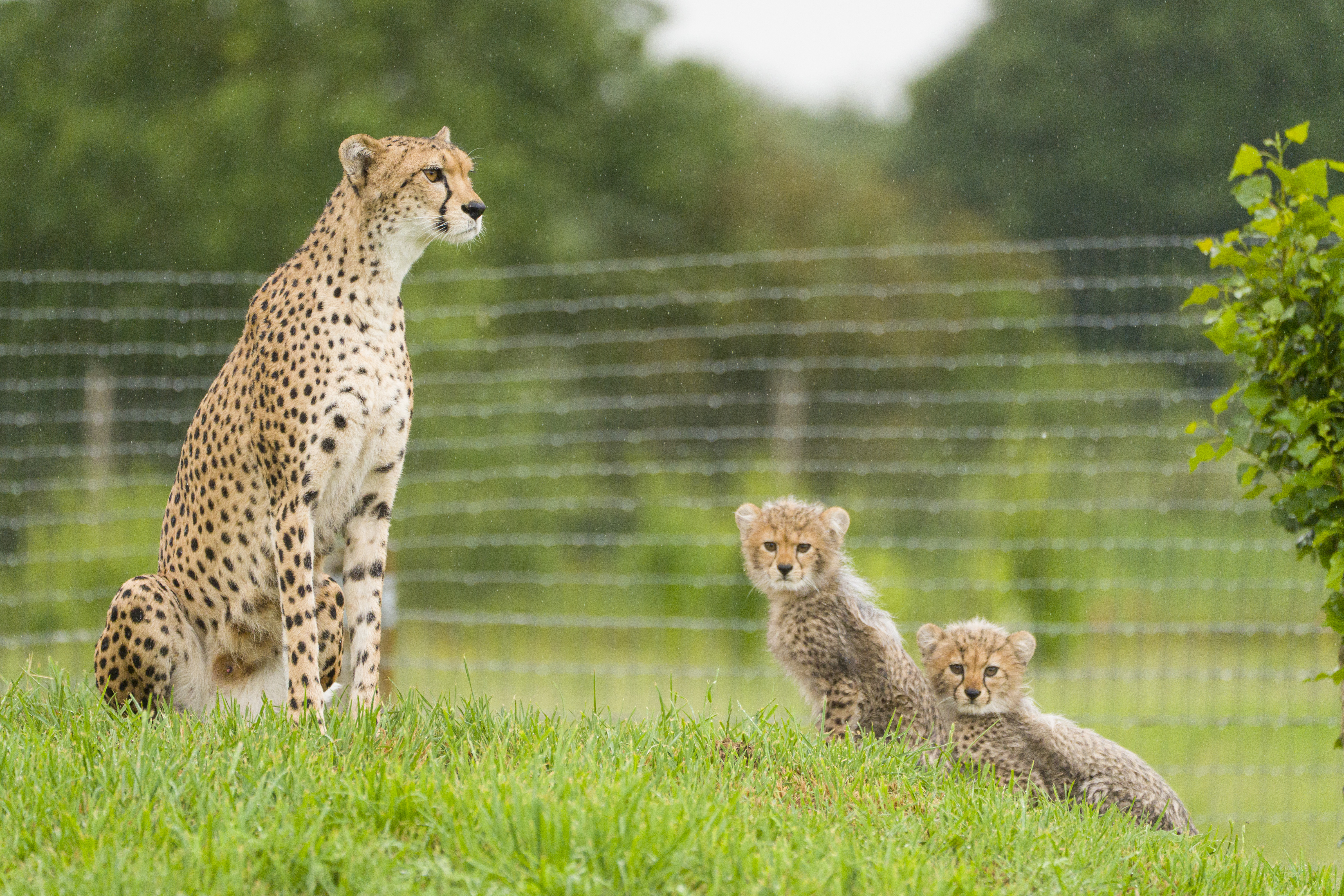 YWP Cheetah Cubs 023