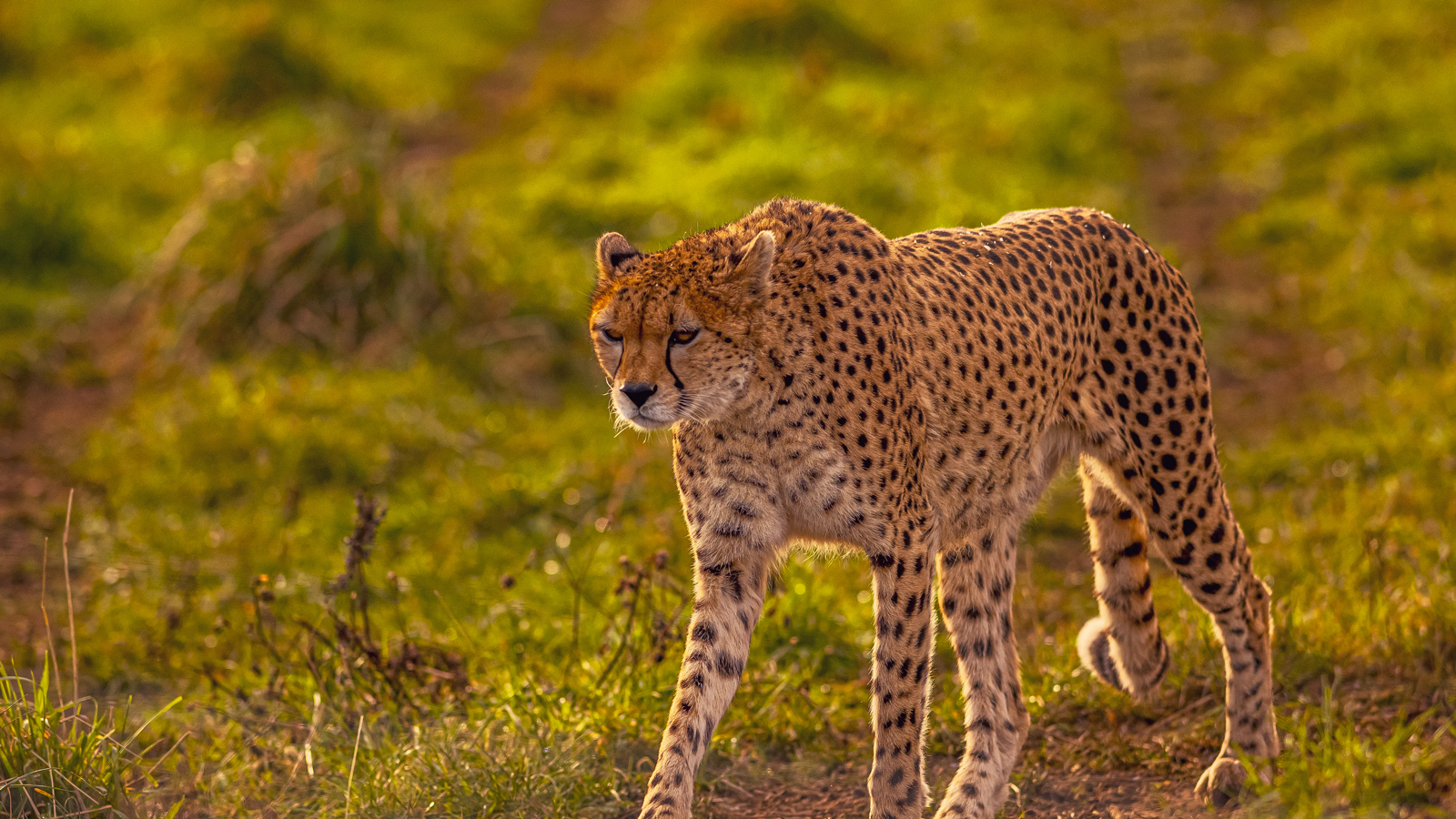 2024 Cheetah Territory Dr Ywp 22