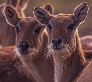 2022 02 22 2022Double Lechwe 1 Dr Ywp