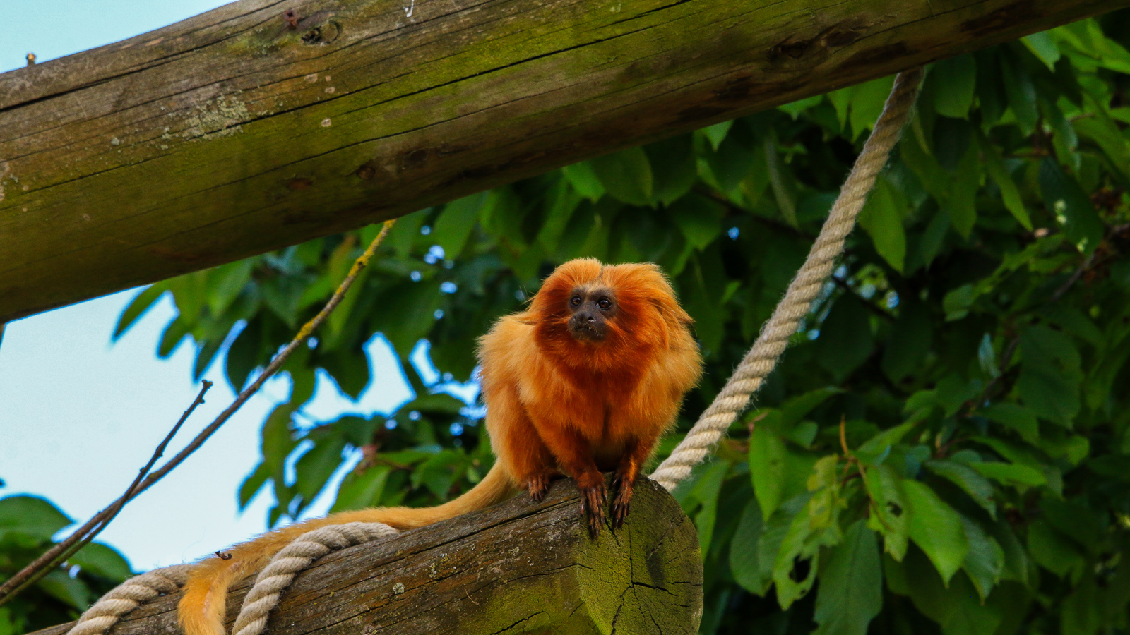 Golden Lion Tamarin 5
