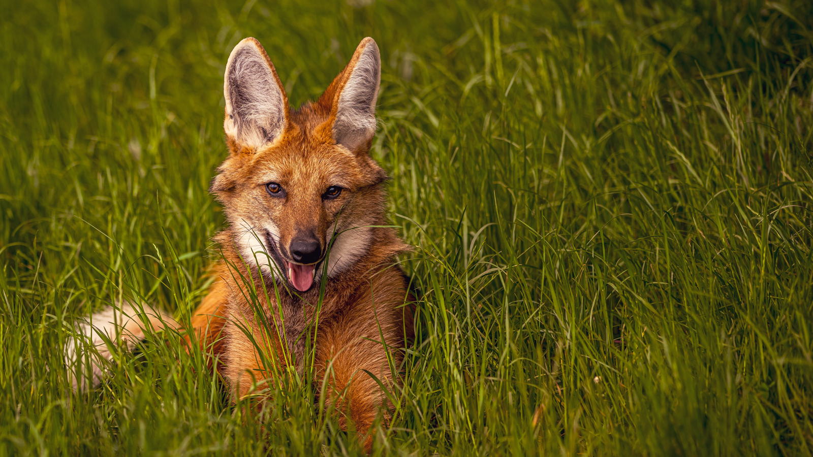 2024 Maned Wolf Dr Ywp 14