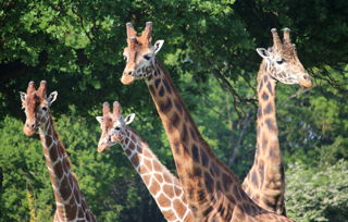7 Jul Jambo The Giraffe Turns 12 Years Old