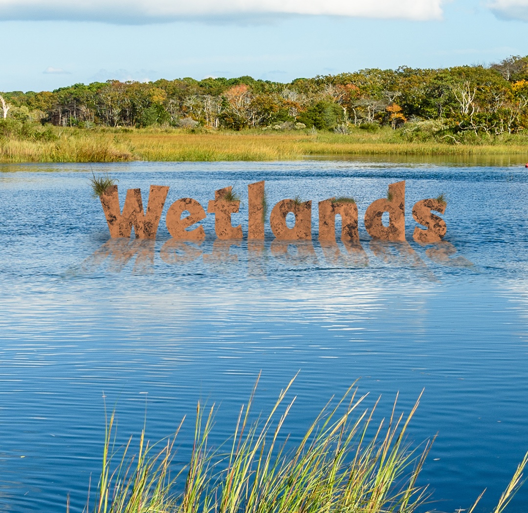 Wetlands Carousel Copy