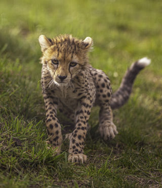 2024 Cheetah Territory Dr Ywp 236