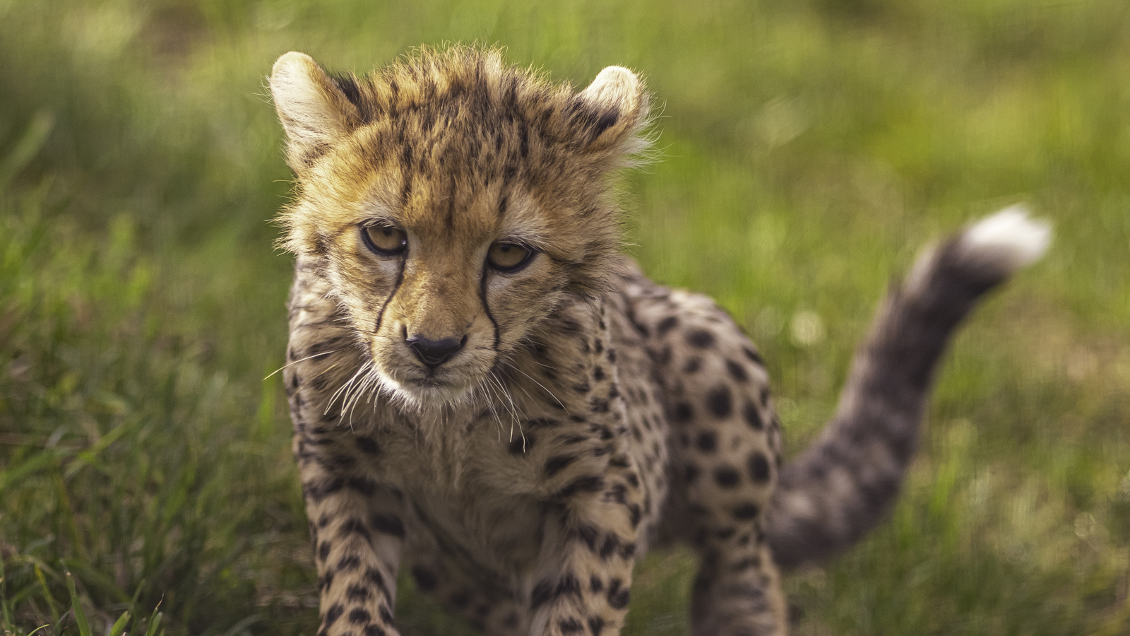 2024 Cheetah Territory Dr Ywp 236
